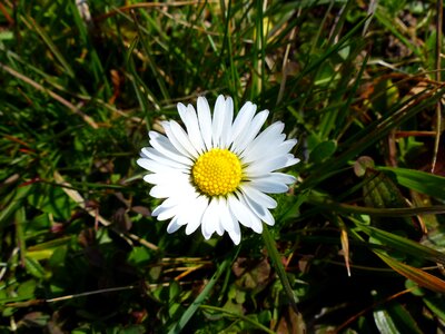 White plant spring