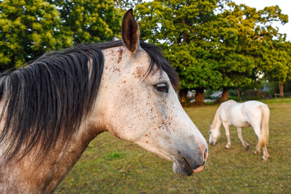 Field horses browse