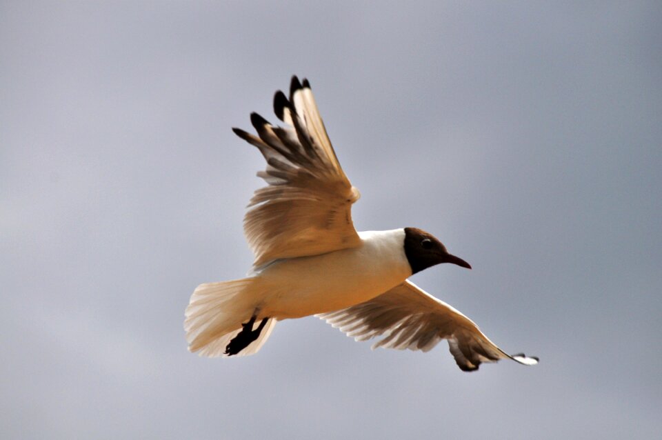 The seagulls nature water birds
