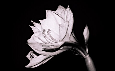 Blossom bloom white