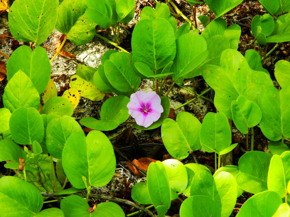 Nature summer plant
