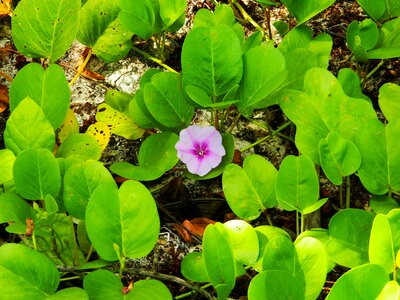 Nature summer plant