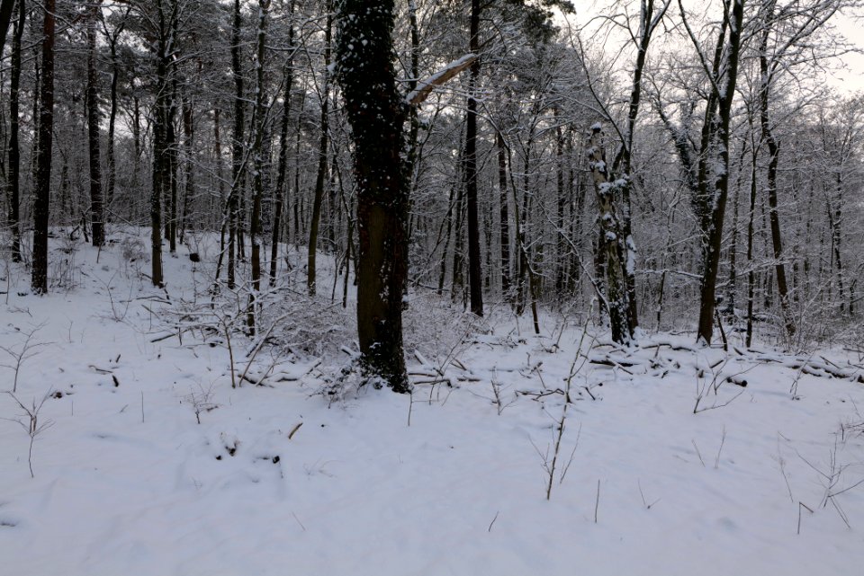 Next to Griebnitzkanal with snow 2021-01-30 18