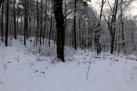 Next to Griebnitzkanal with snow 2021-01-30 18