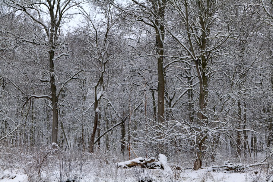 Next to Griebnitzkanal with snow 2021-01-30 11