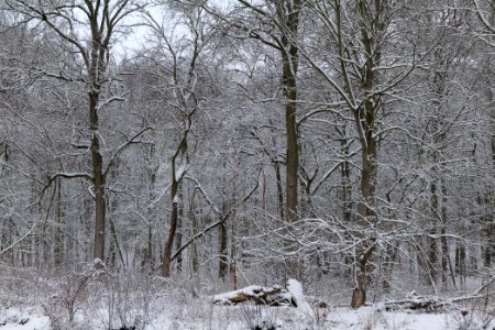 Next to Griebnitzkanal with snow 2021-01-30 11