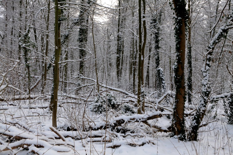 Next to Griebnitzkanal with snow 2021-01-30 14