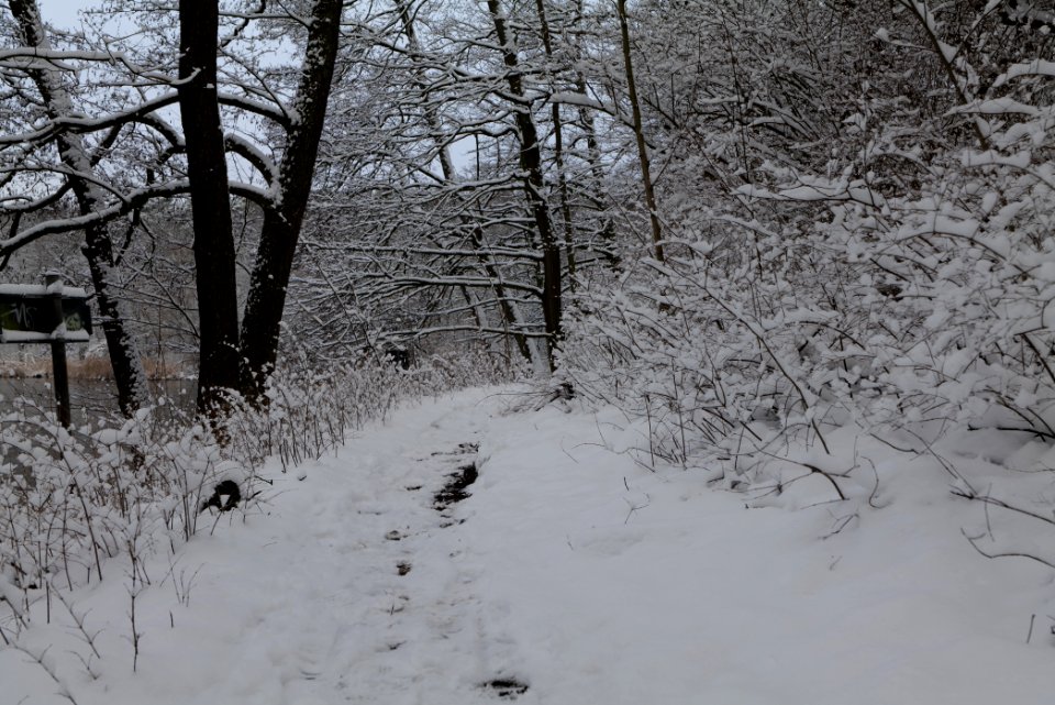Next to Griebnitzkanal with snow 2021-01-30 04
