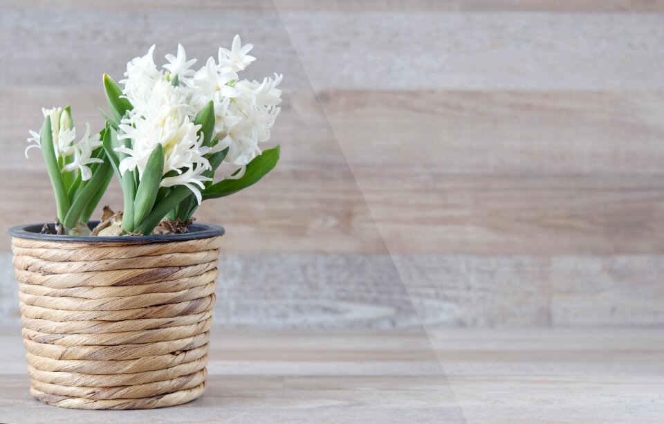 Flowers white spring flower