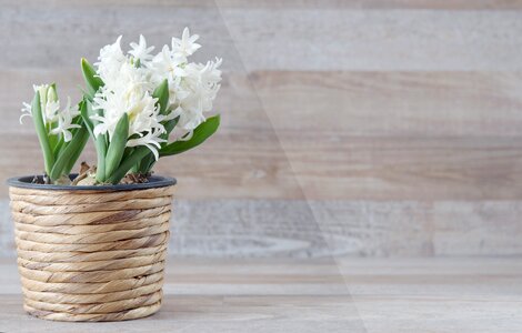 Flowers white spring flower