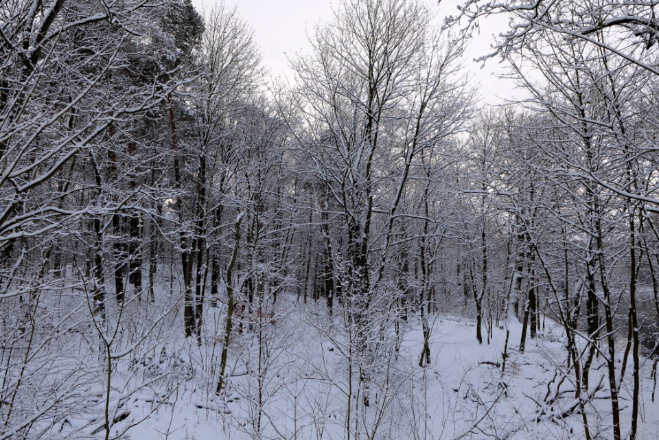 Next to Griebnitzkanal with snow 2021-01-30 24