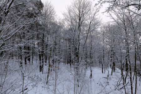 Next to Griebnitzkanal with snow 2021-01-30 24