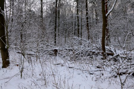 Next to Griebnitzkanal with snow 2021-01-30 13
