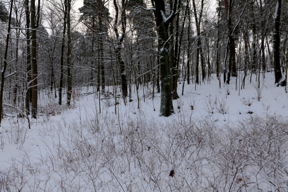 Next to Griebnitzkanal with snow 2021-01-30 05