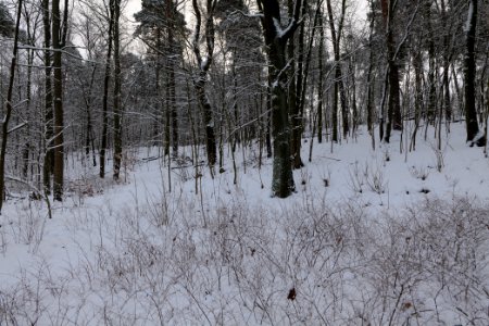 Next to Griebnitzkanal with snow 2021-01-30 05