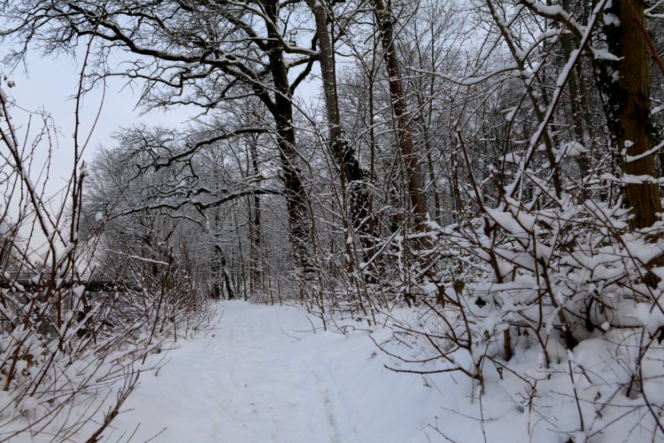 Next to Griebnitzkanal with snow 2021-01-30 17