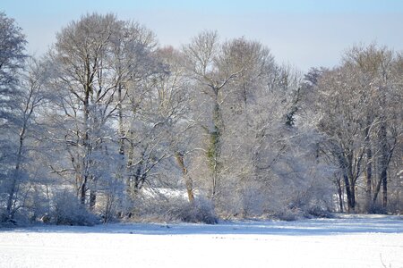 Emmendingen wintry tree photo