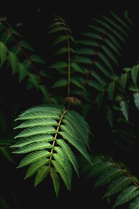 Plant gray plant gray leaf photo