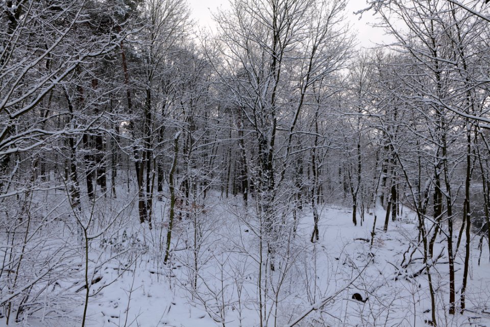 Next to Griebnitzkanal with snow 2021-01-30 22
