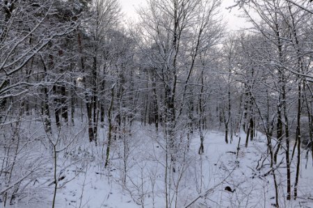 Next to Griebnitzkanal with snow 2021-01-30 22