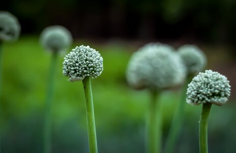 Onion onion seed green onion