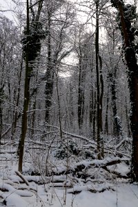 Next to Griebnitzkanal with snow 2021-01-30 15