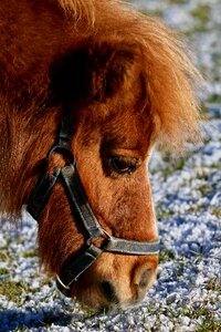 Pasture frost eating
