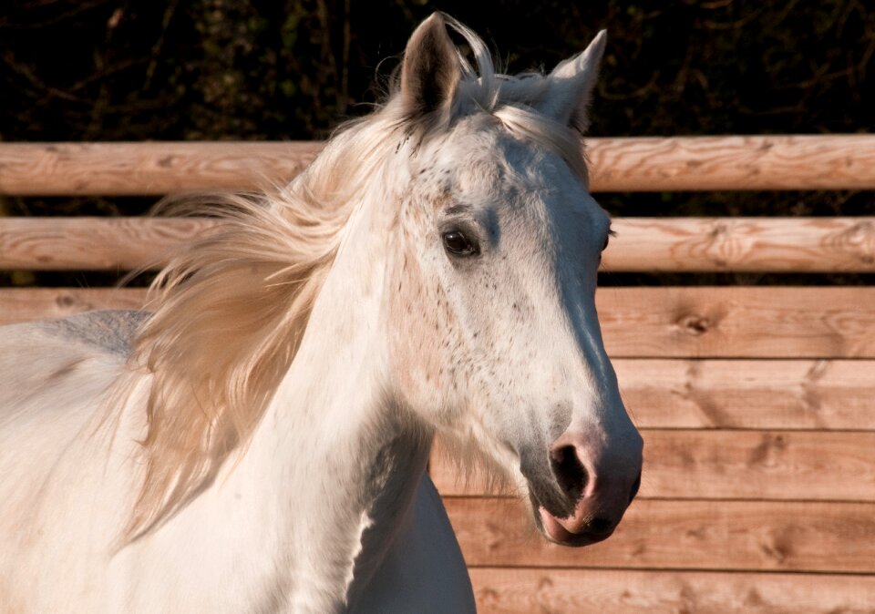 Portrait mare head