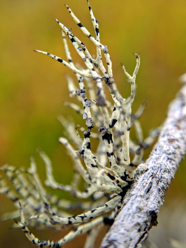 Niebla cephalota 58726745