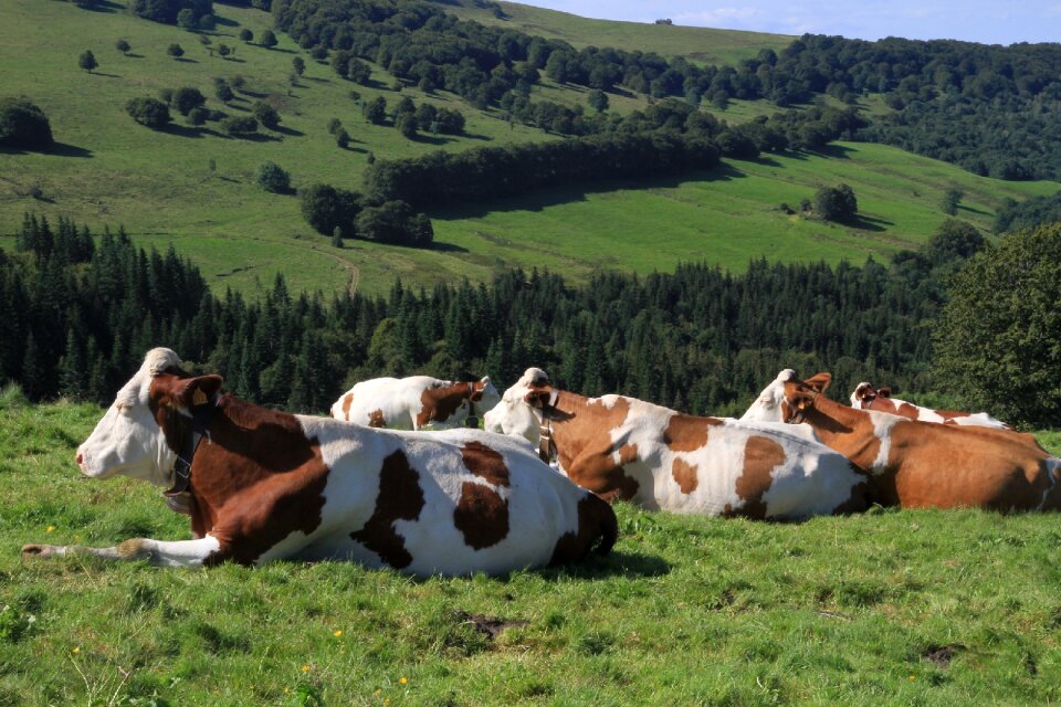 Livestock countryside rural photo