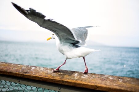 Gull bird marine