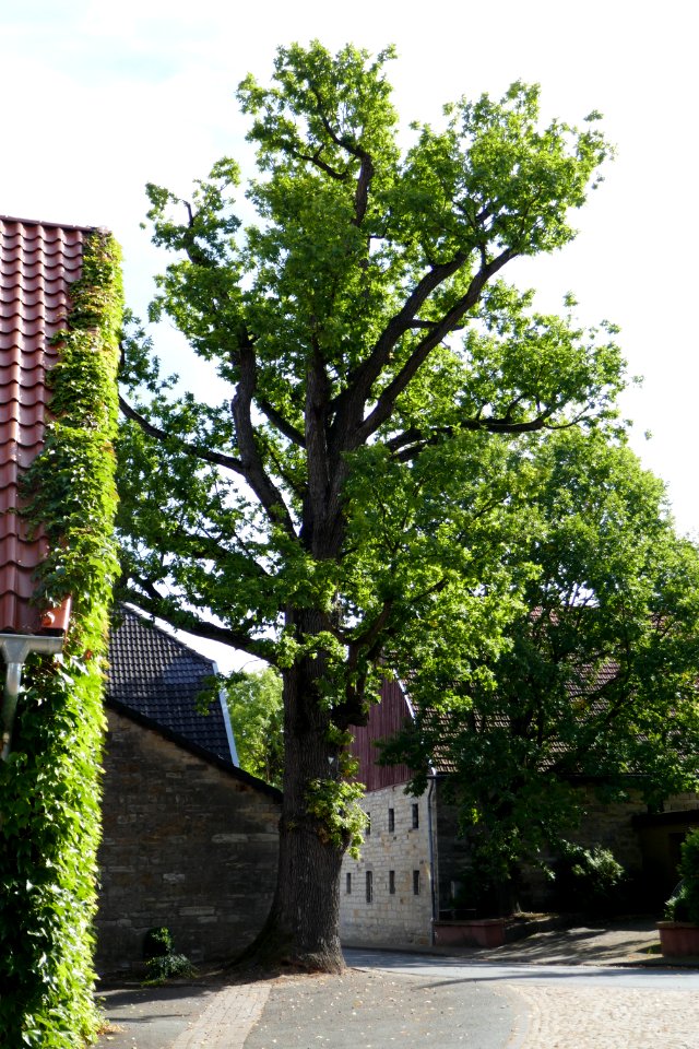 Niederntudorf - Eiche am Thing