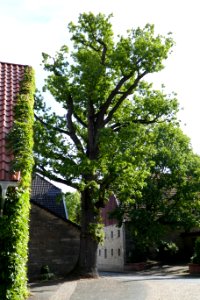 Niederntudorf - Eiche am Thing