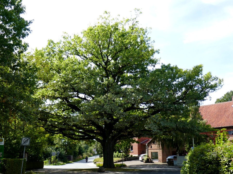 Niederntudorf - Eiche an der Antoniusstraße