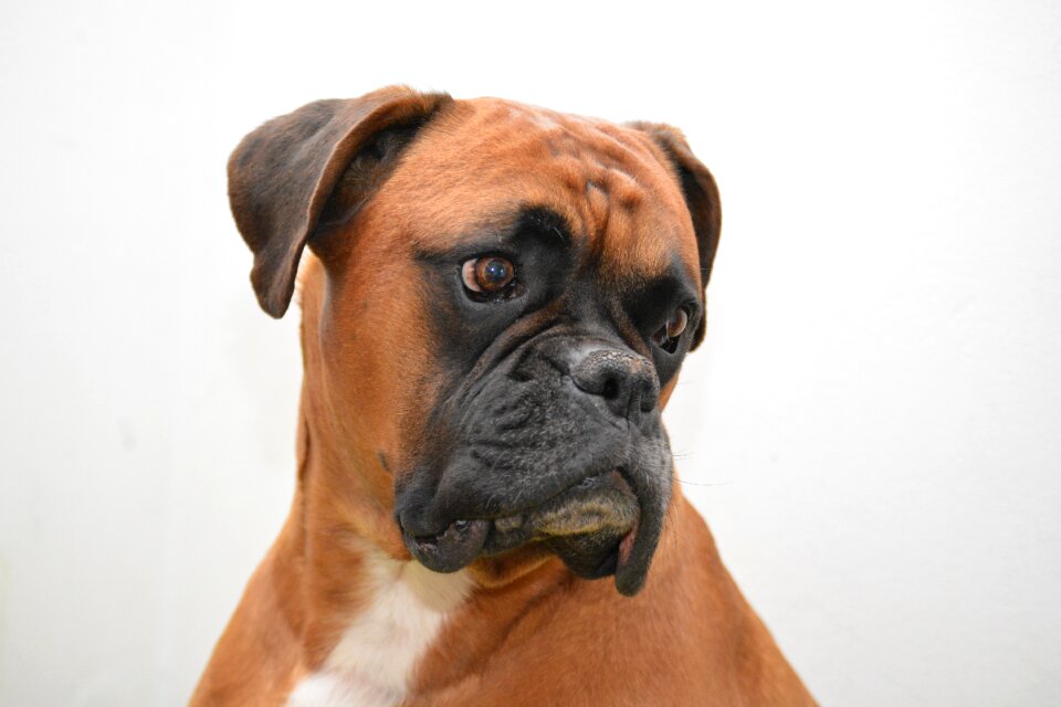 Animal puppy portrait