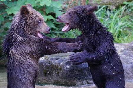 Teddy mammals dangerous