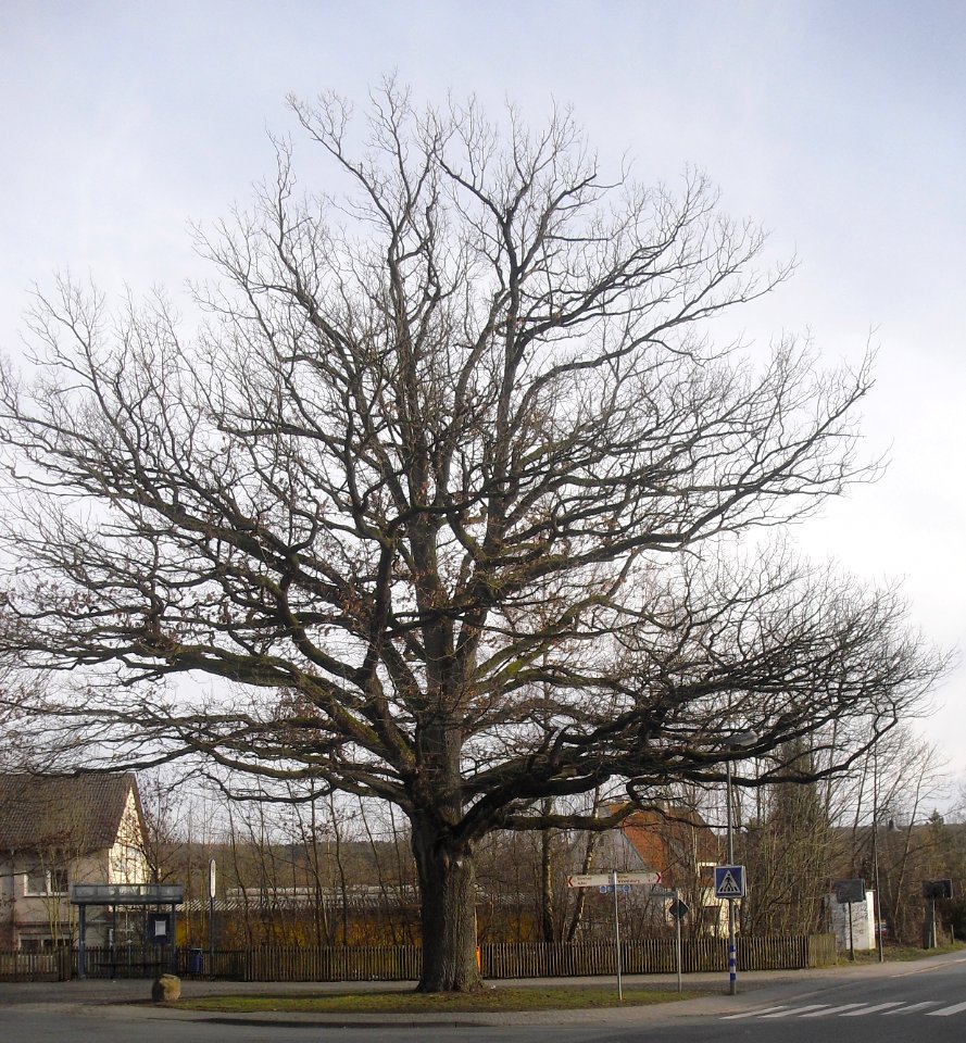 Niederntudorf-Eiche an der Antoniusstraße