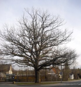 Niederntudorf-Eiche an der Antoniusstraße