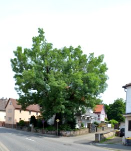 Nieder-Florstadt, Esche an der Friedberger Landstraße