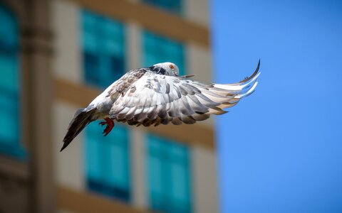 Wing animal feather