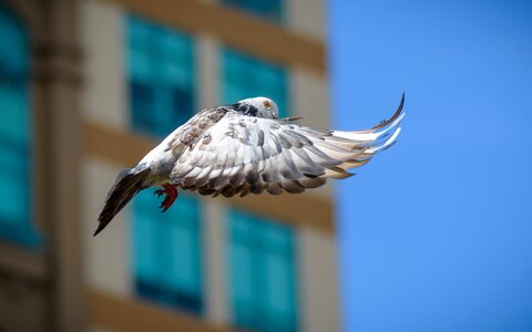 Wing animal feather photo