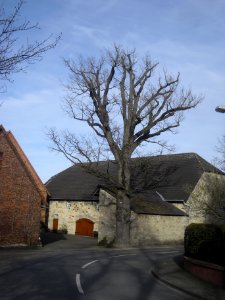 Niederntudorf-Eiche am Thing