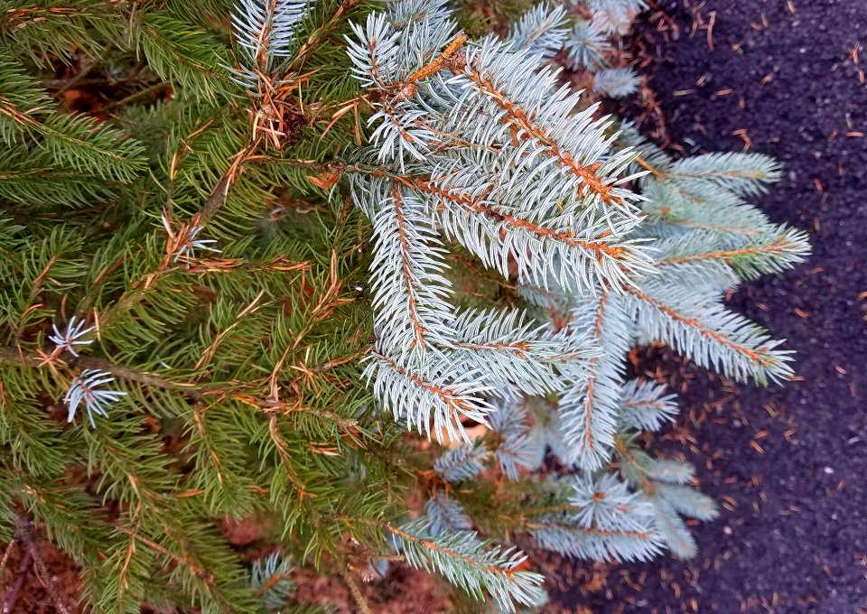New growth - Arlington, MA - 20201128 102827