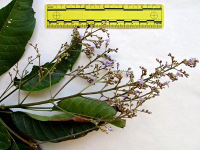 New Guinea teak (Vitex cofassus) inflorescence