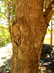 New Guinea teak (Vitex cofassus) trunk