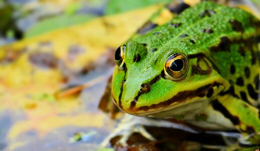 Pond water amphibian