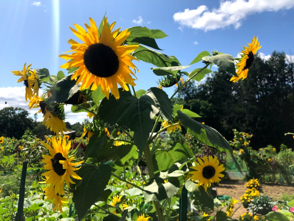 New Hampshire Sunflowers 1