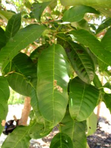 New Guinea teak (Vitex cofassus) leaves