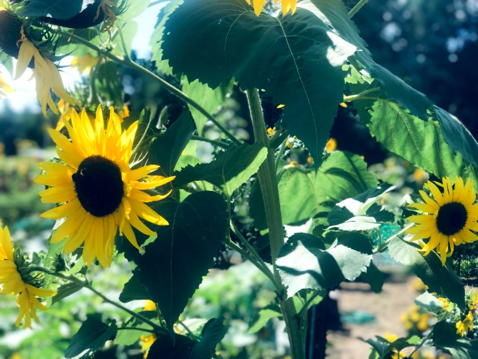 New Hampshire Sunflowers 3