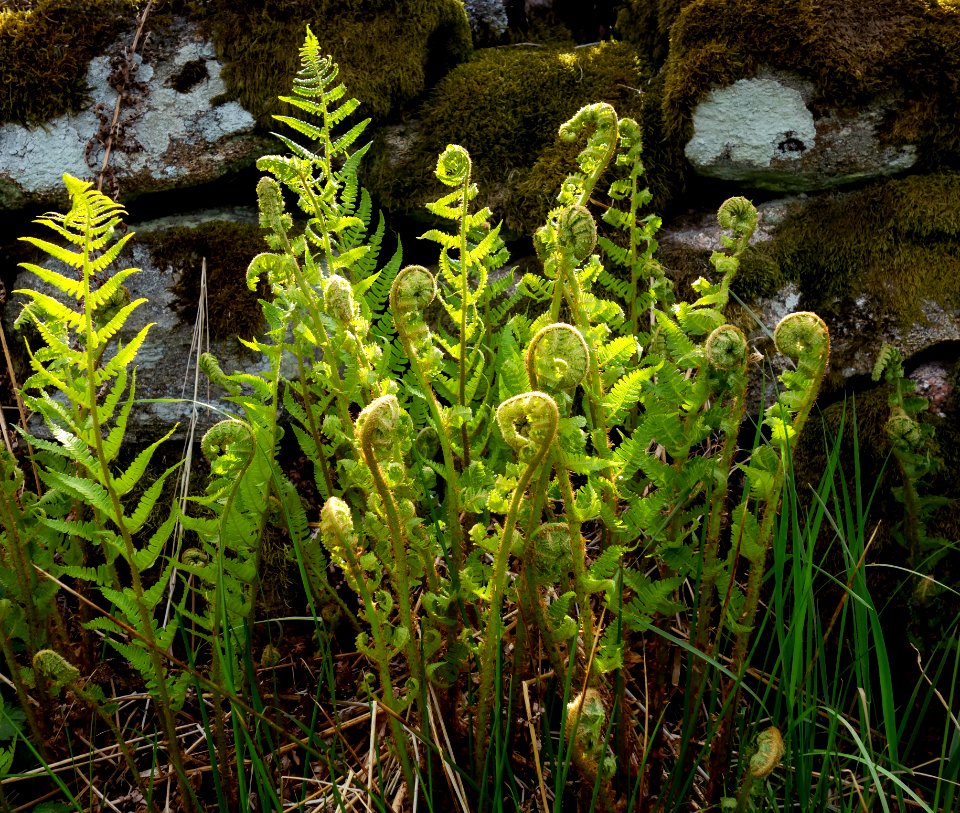 New male ferns in spring